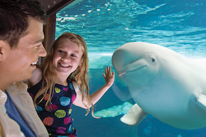 SeaWorld Orlando Vacation Package